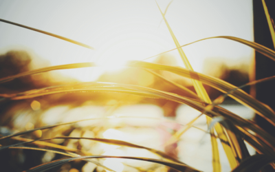 Dat vrije buitengevoel blijft …       wanneer je binnenloopt!